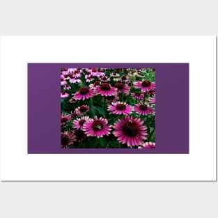 Summertime coneflower garden Posters and Art